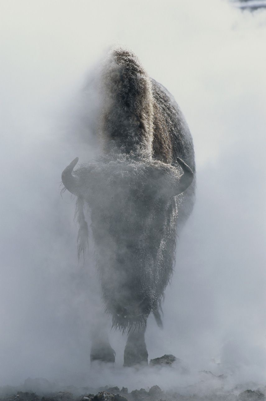 A bison walking through mist and storm